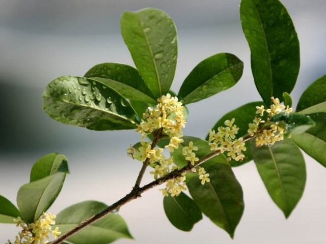 桂花枝繁叶茂,芳香四溢,有"独占三秋压群芳"的美誉