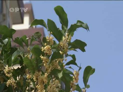 [图]又到桂花飘香时 阵阵花香惹人爱