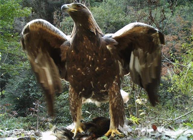 金雕现身!神农架太阳坪生态保护中心拍到身高1米2的"神雕"