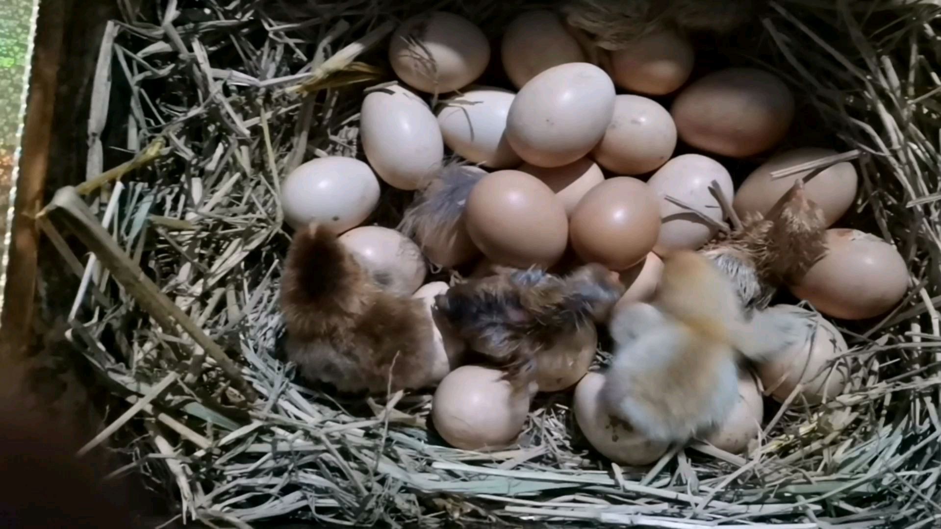好聪明的母鸡妈妈,自力更生,孵出了自己的一群小宝宝