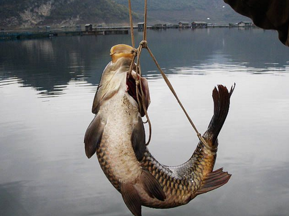 民间神奇的弓鱼术,这样绑过的鱼脱水一天也不会死,是什么原理?