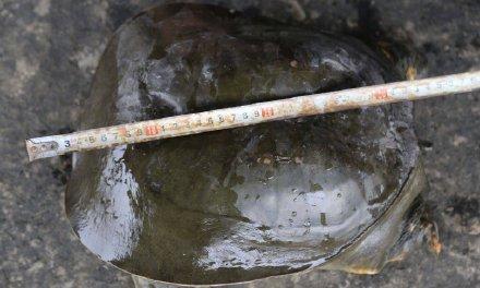 13年蟹池惊现5公斤重鳖王