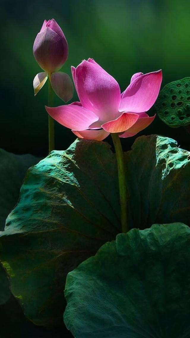 让人心情平静的佛经,句句修身养性,看完瞬间释然了!