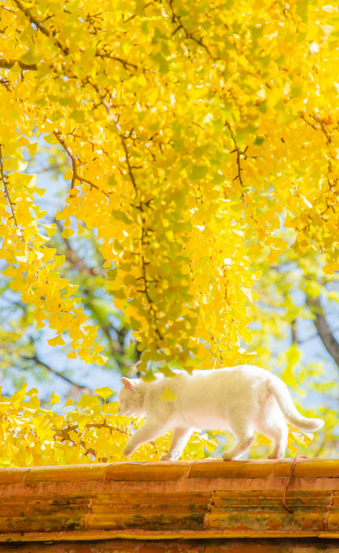 文艺美好的短句,秋分意境,值得收藏!