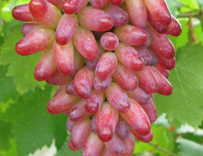 续车厘子之后,这种"长葡萄"也卖出"天价",顾客直言:吃不起