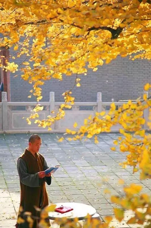 五首禅诗,融汇诗意与禅意,领悟五种人生境界