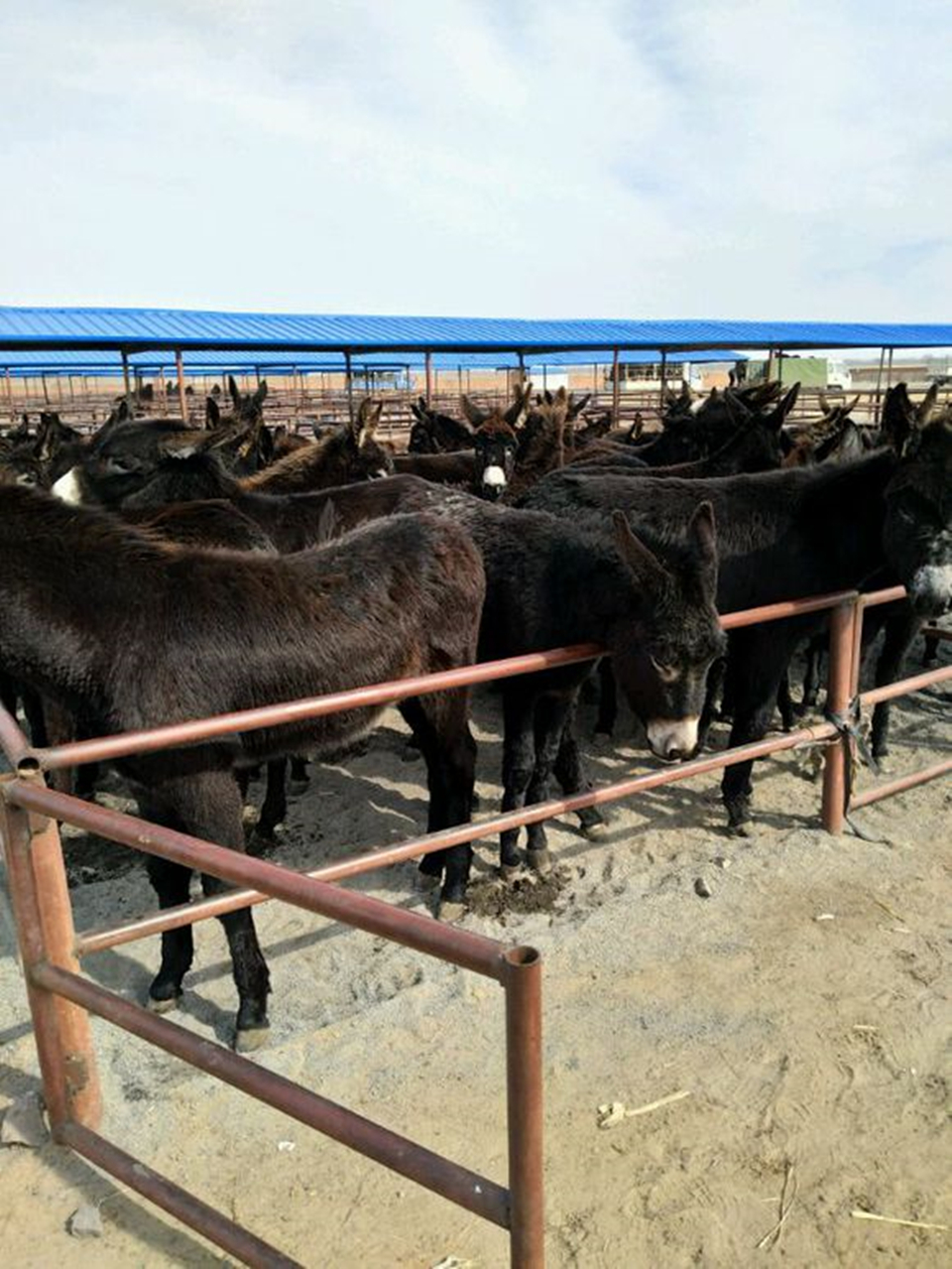 肉驴在运输中要注意什么