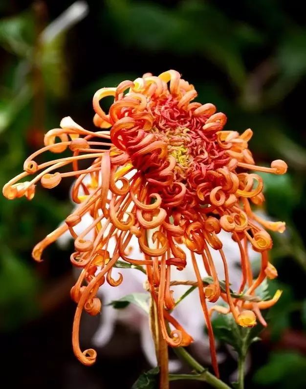 菊花开了!最美的秋菊花送给最好的朋友!