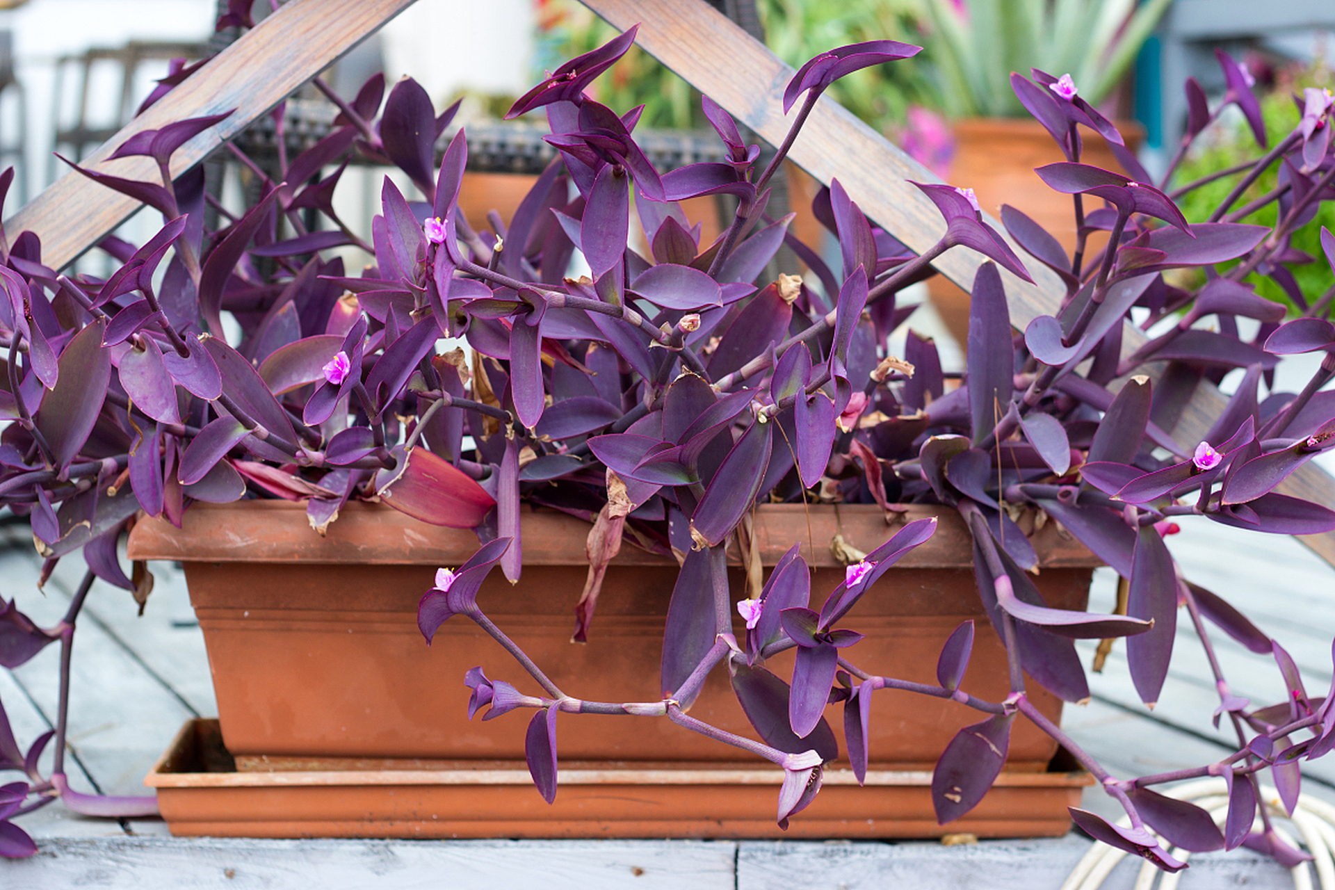 紫竹梅的生长环境图片