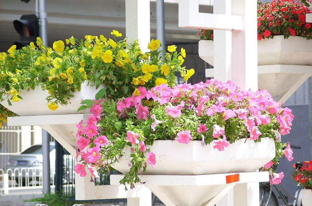 二,盆花采收原则