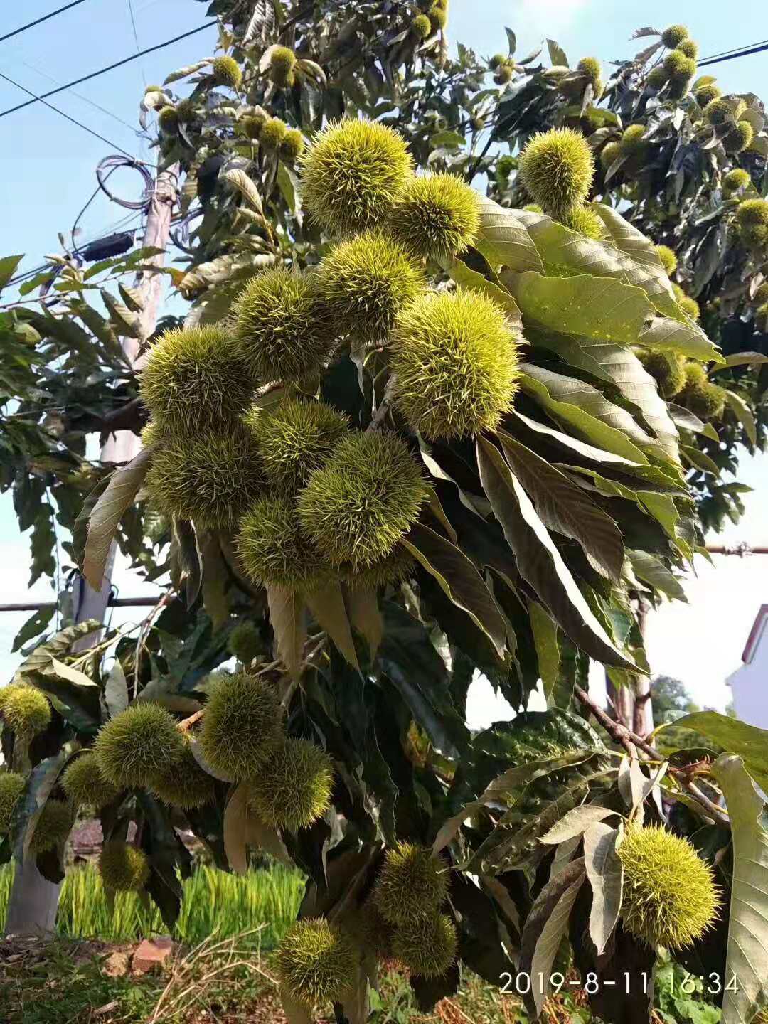 麻城板栗成熟了,正是最新鲜板栗的品尝时刻,一定不能错过