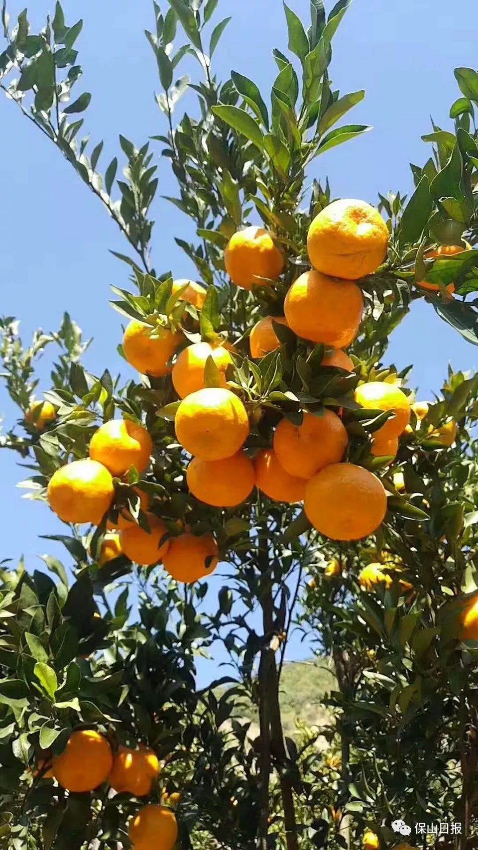 橘子都红了!大家约吗?