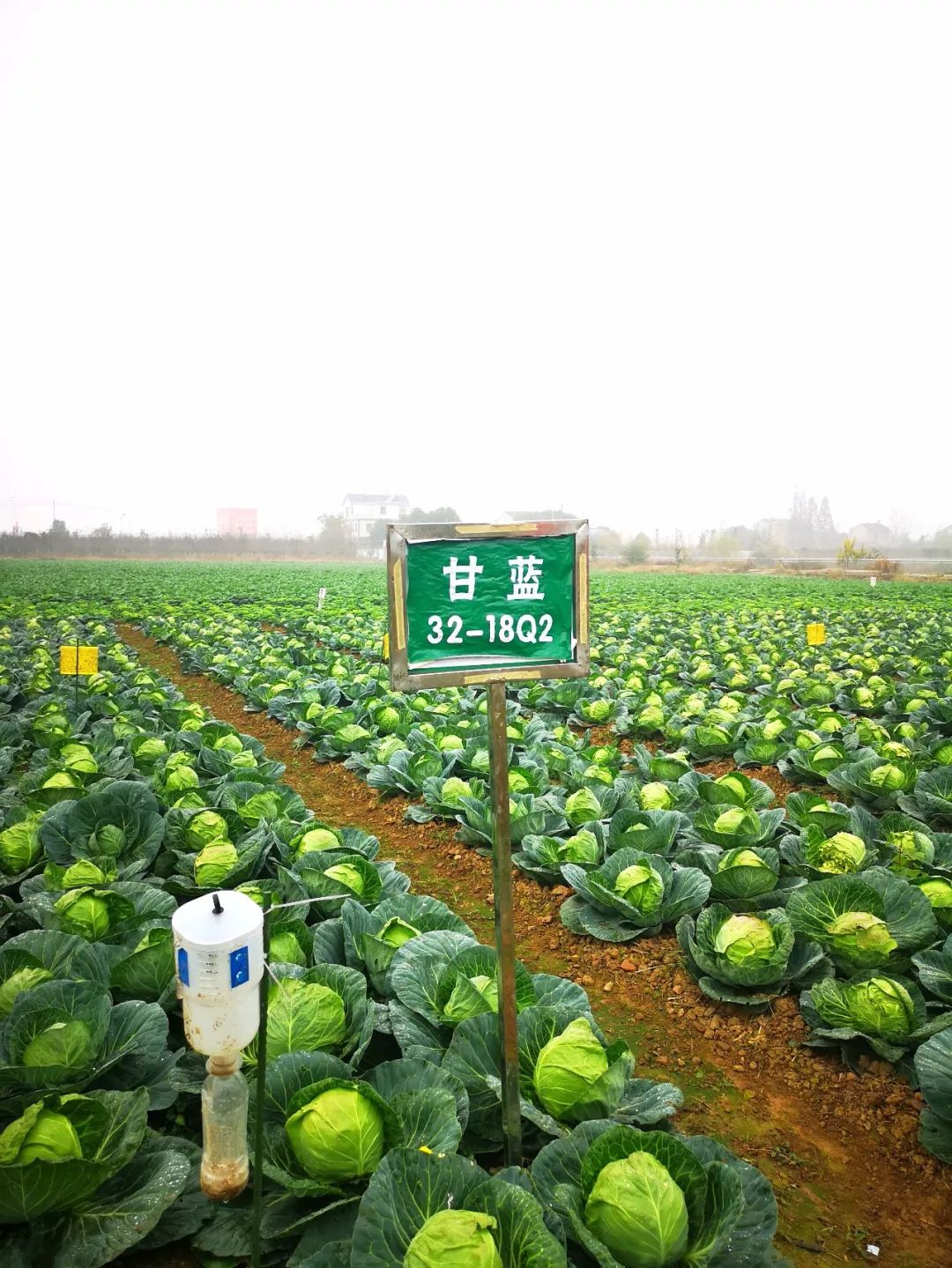 舒城:一个县级农科所的涅盘重生,领冠全省!