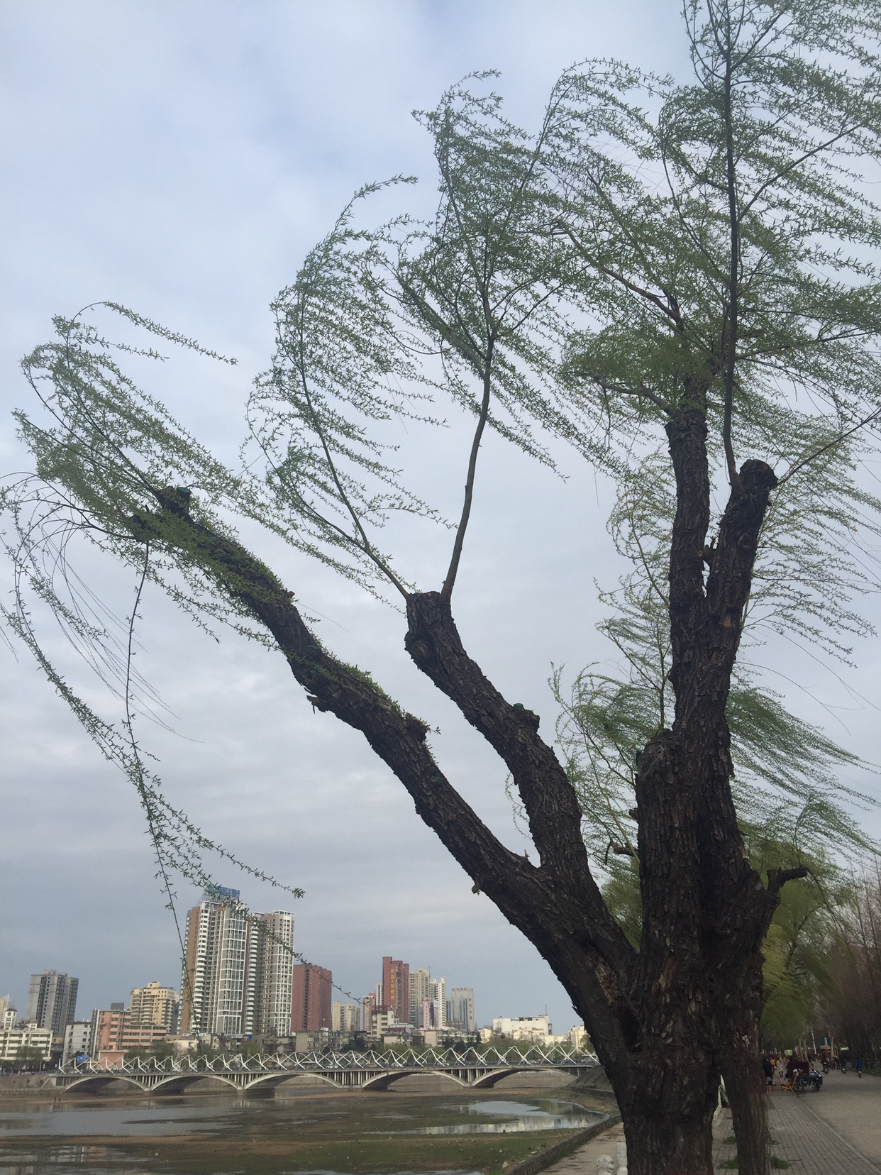 观我自己,如一粒尘埃,终被雨打风吹去