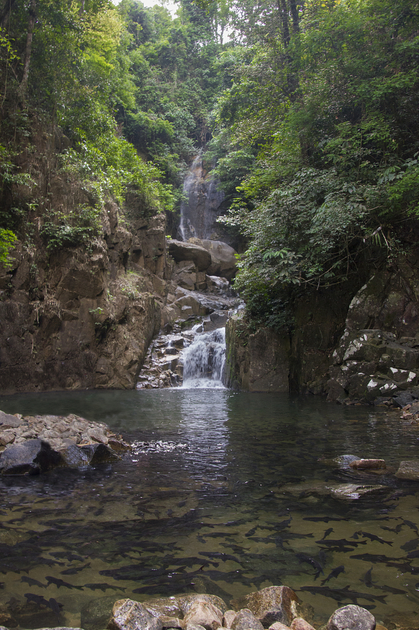 镜头里的春天#宝天曼生态旅游区以其美丽的风景和原始森林吸引着游客