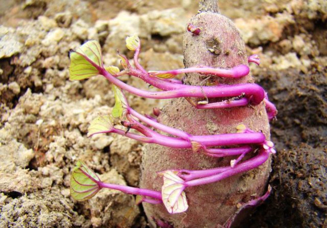 红薯育苗什么时候开始?如何育苗?老农详细告诉你