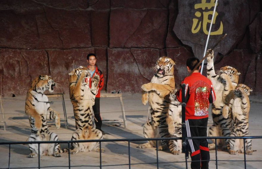 有规定明确表示不能私自养老虎,那么马戏团里面的老虎是哪来的?