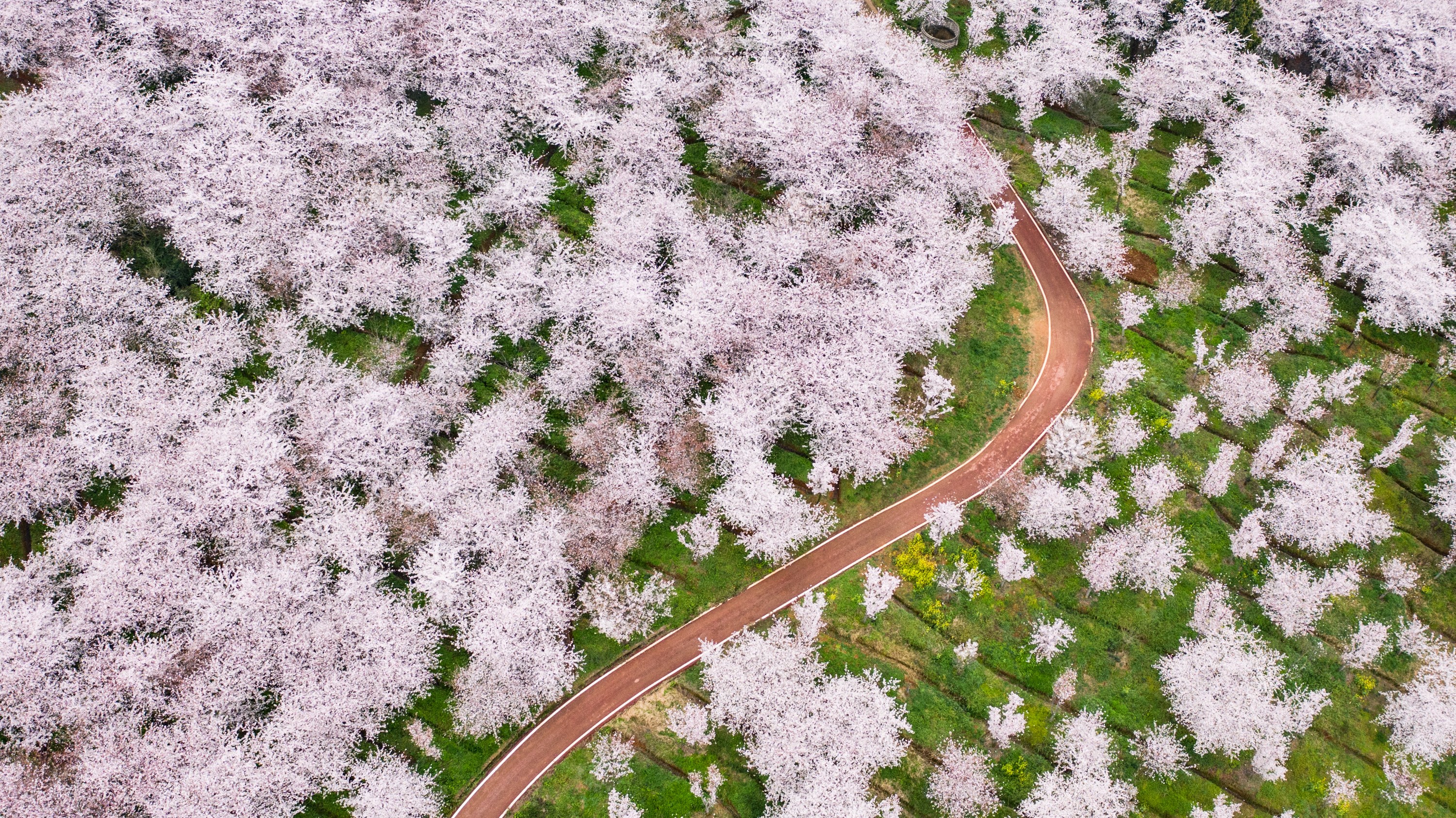 观山湖公园樱花图片