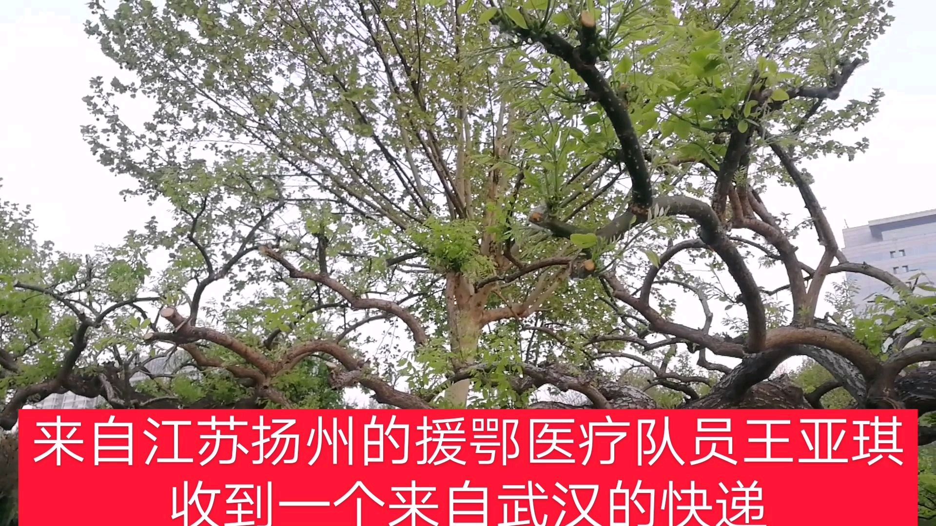 援鄂护士没吃过武汉鸭脖!武汉热心市民硬核回礼。來十箱