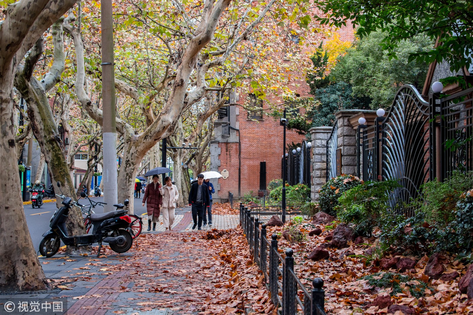 上海愚园路落叶不扫,梧桐叶遍地景致独特