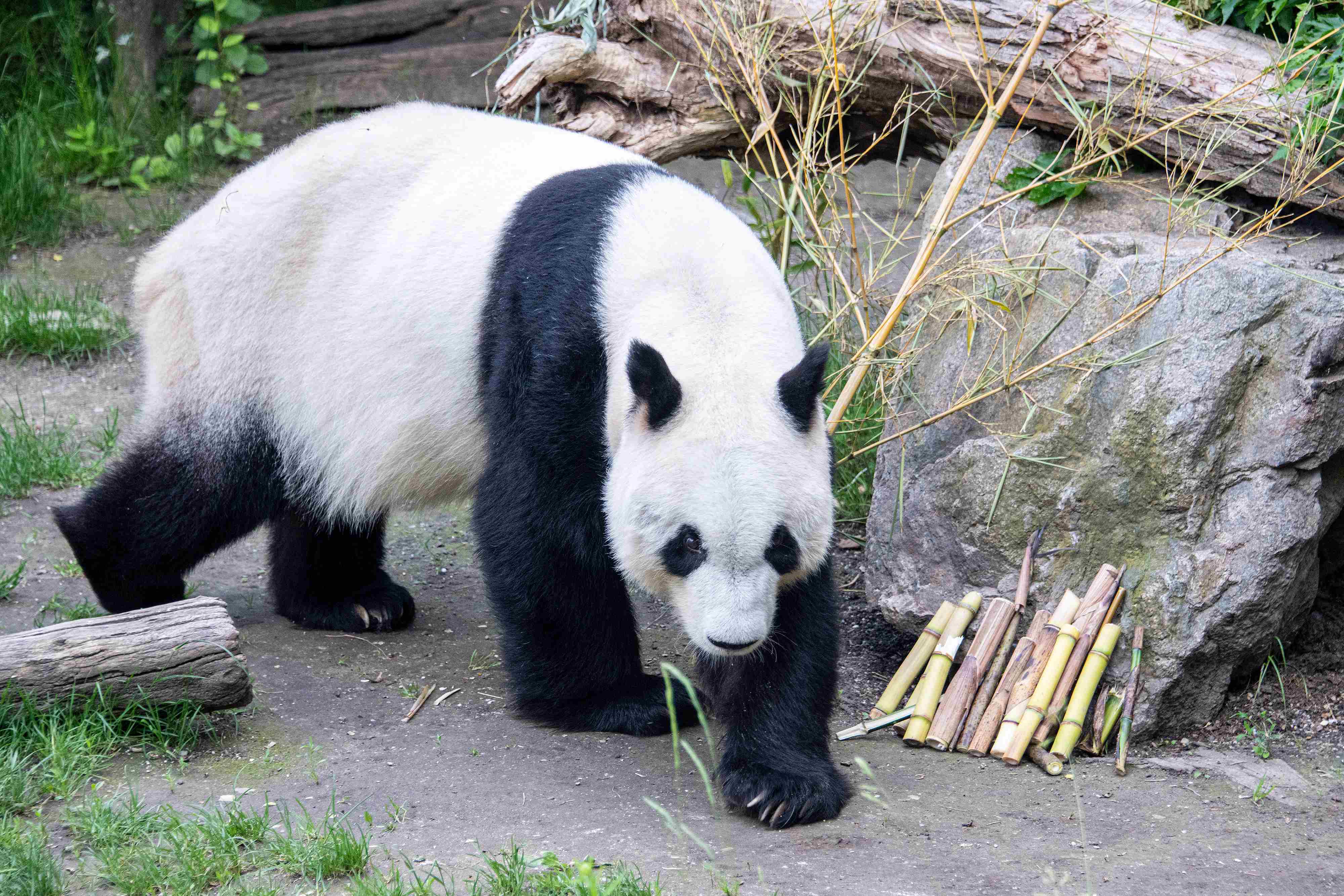 实拍旅奥大熊猫园园新生活 在动物园内乖乖啃竹子