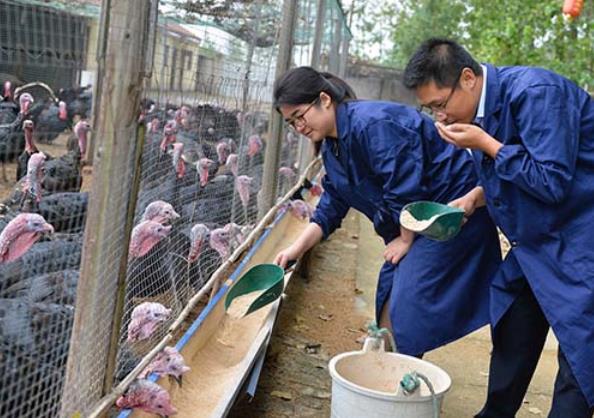 互联网 新品种火鸡挺进养殖业,旺季单日销售收入超过23万元