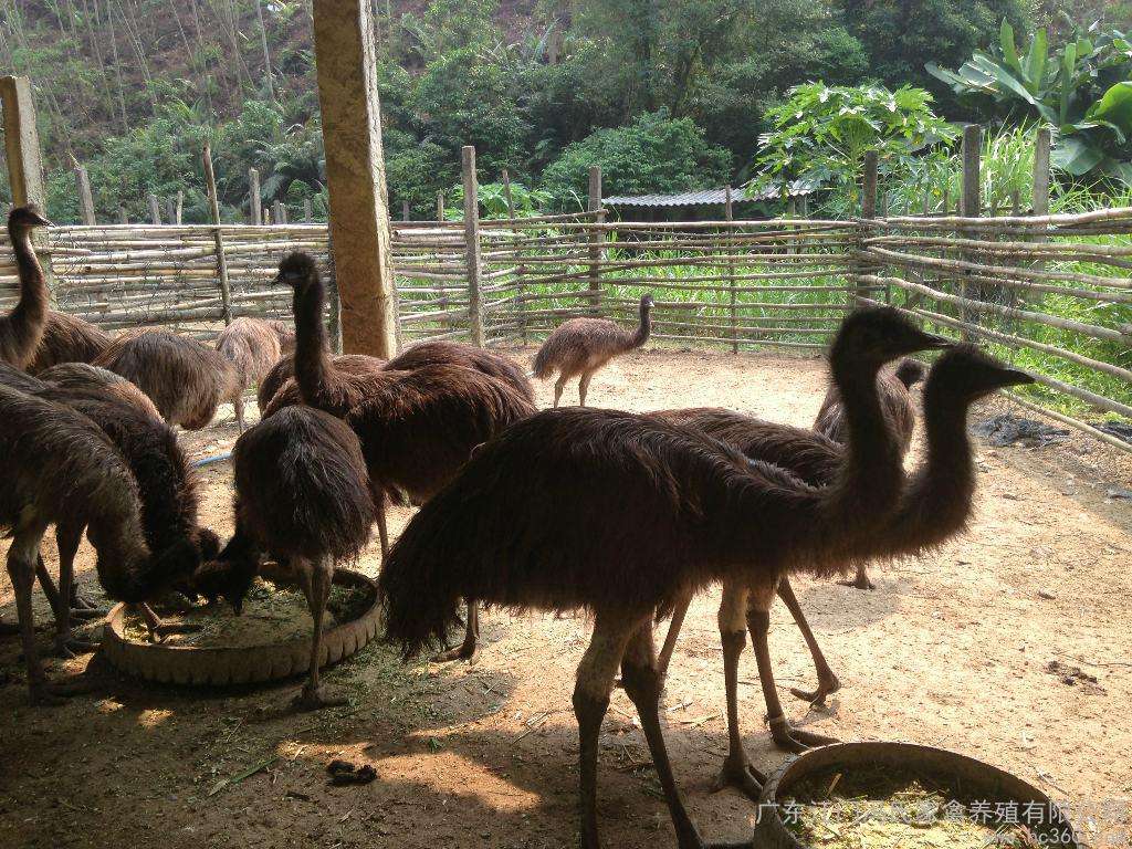 鸸鹋不仅肉质鲜美还有美容效果,在养殖鸸鹋时需要注意什么呢?