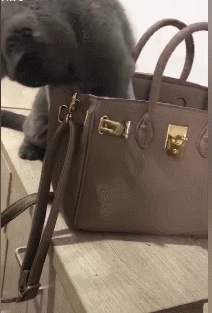 英短蓝猫偷偷翻主人的包包,被误以为在偷钱,无辜的小眼神好可爱