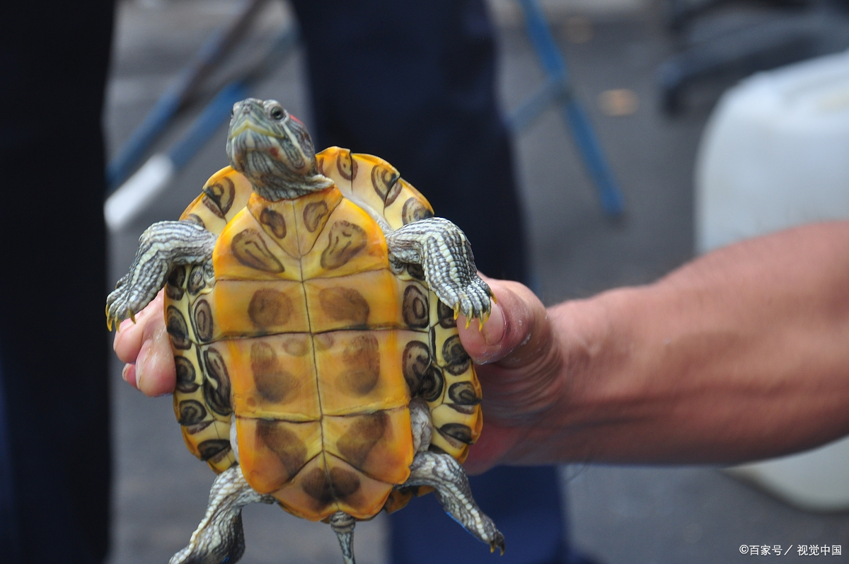 巴西红耳龟饲养