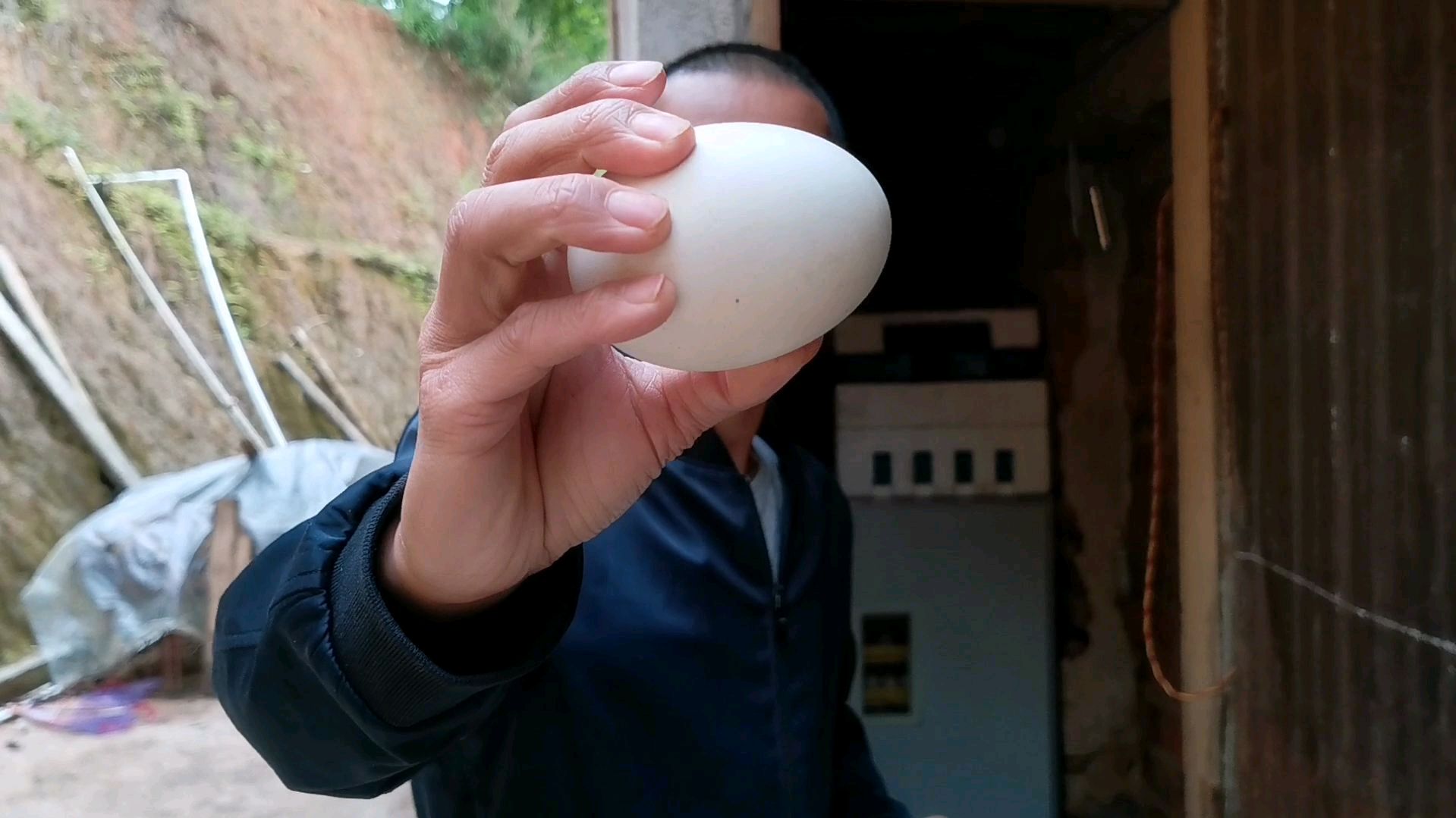 古木有生以来第一次把狮头鹅蛋孵化到全军覆没.vlog