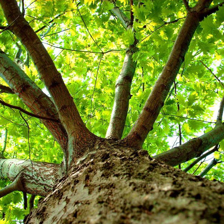 少阳青木百家号