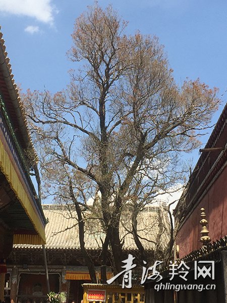 湟中有株600年历史的白旃檀树