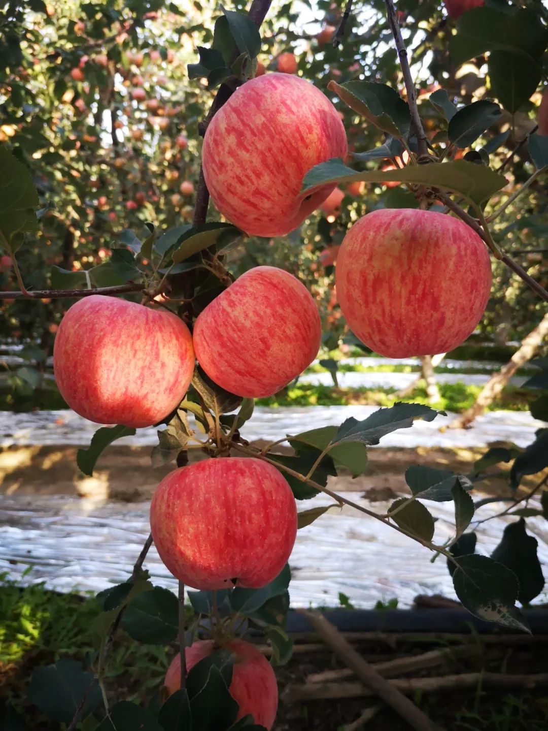 一年的等待 只为这一季的"冰糖心" 新疆阿克苏糖心苹果 因为自然环境