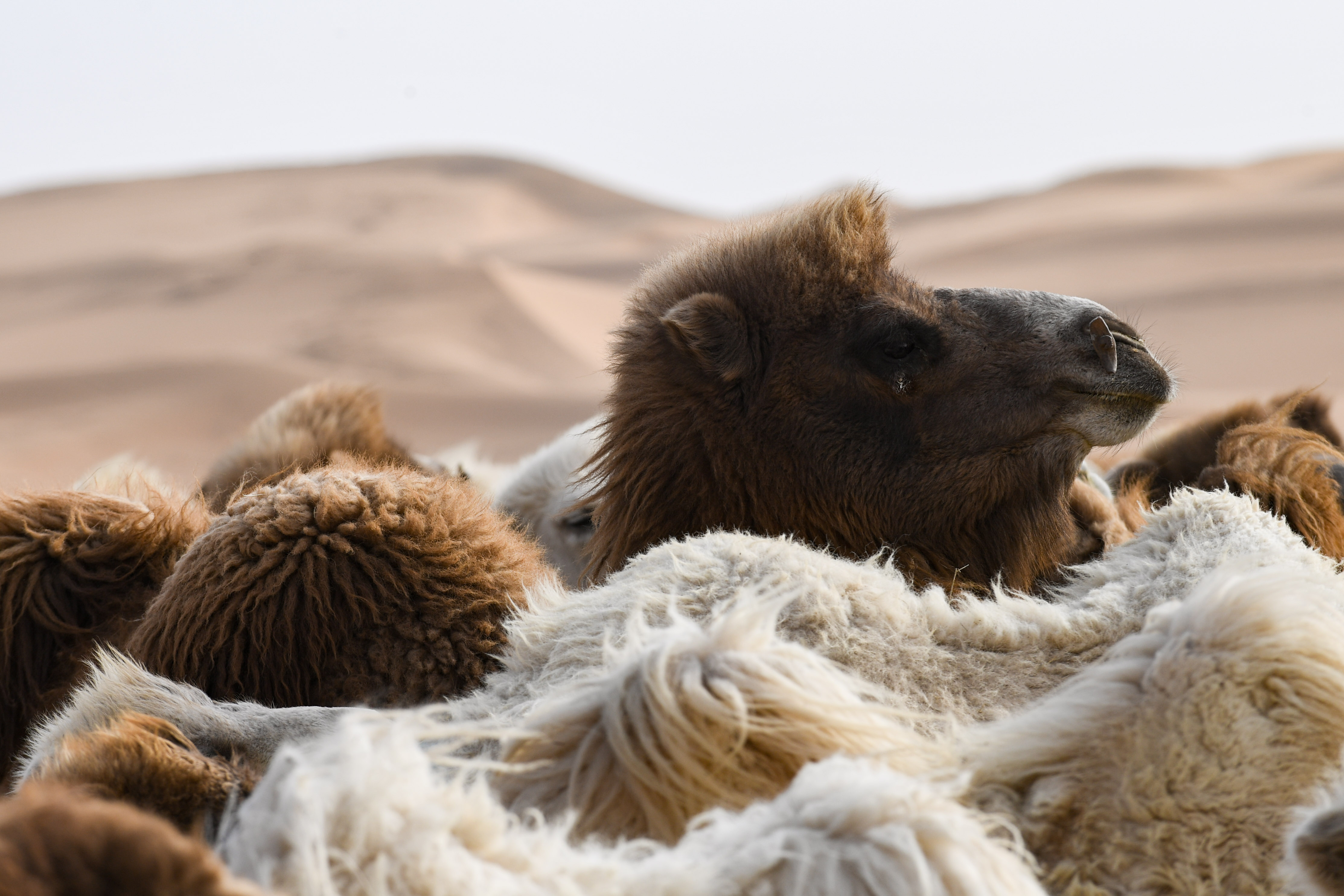 陆工大沙漠骆驼图片