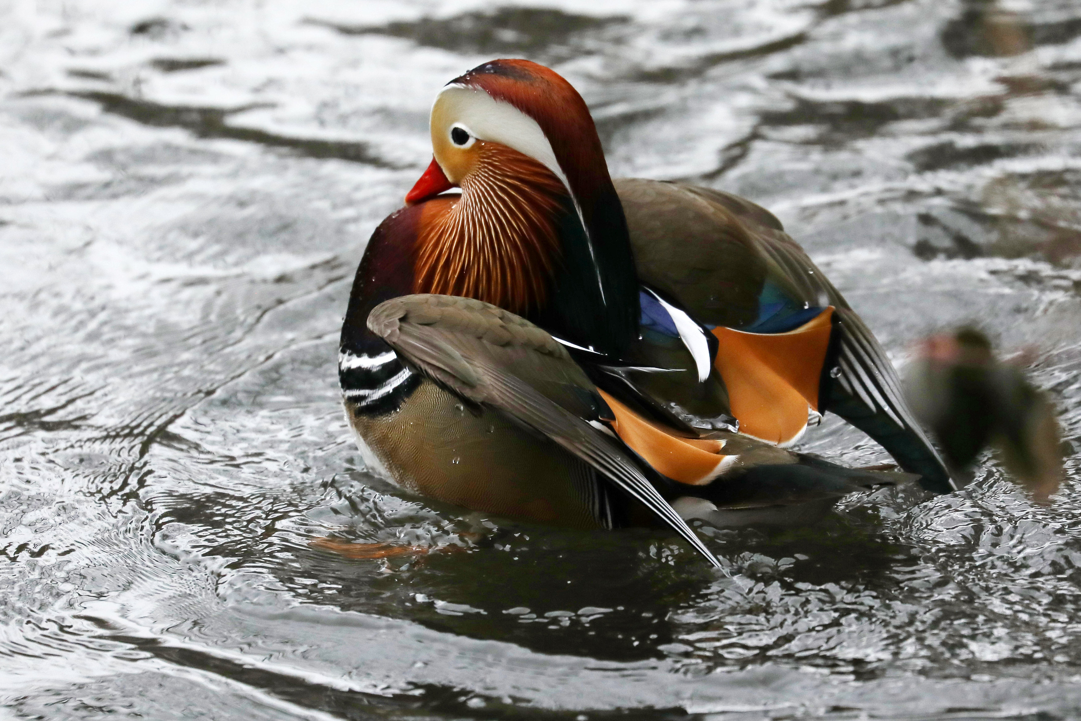 纽约中央公园的"网红"鸳鸯(2)