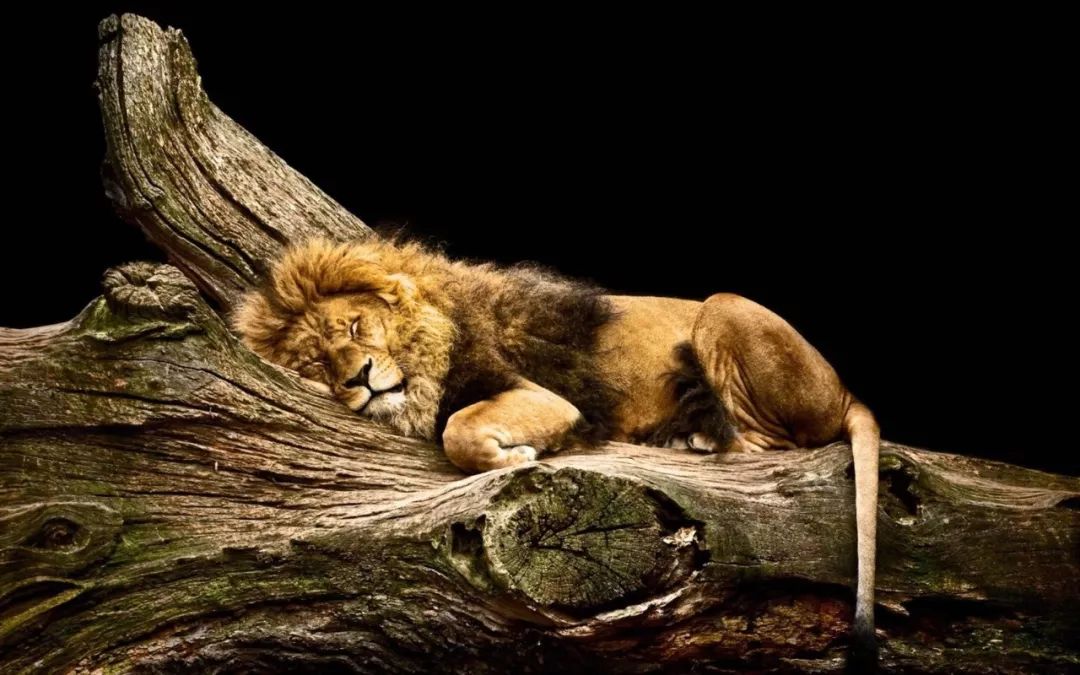 沉睡的狮子图片 霸气图片