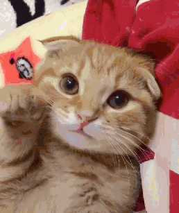 258_307gif 动态图 动图