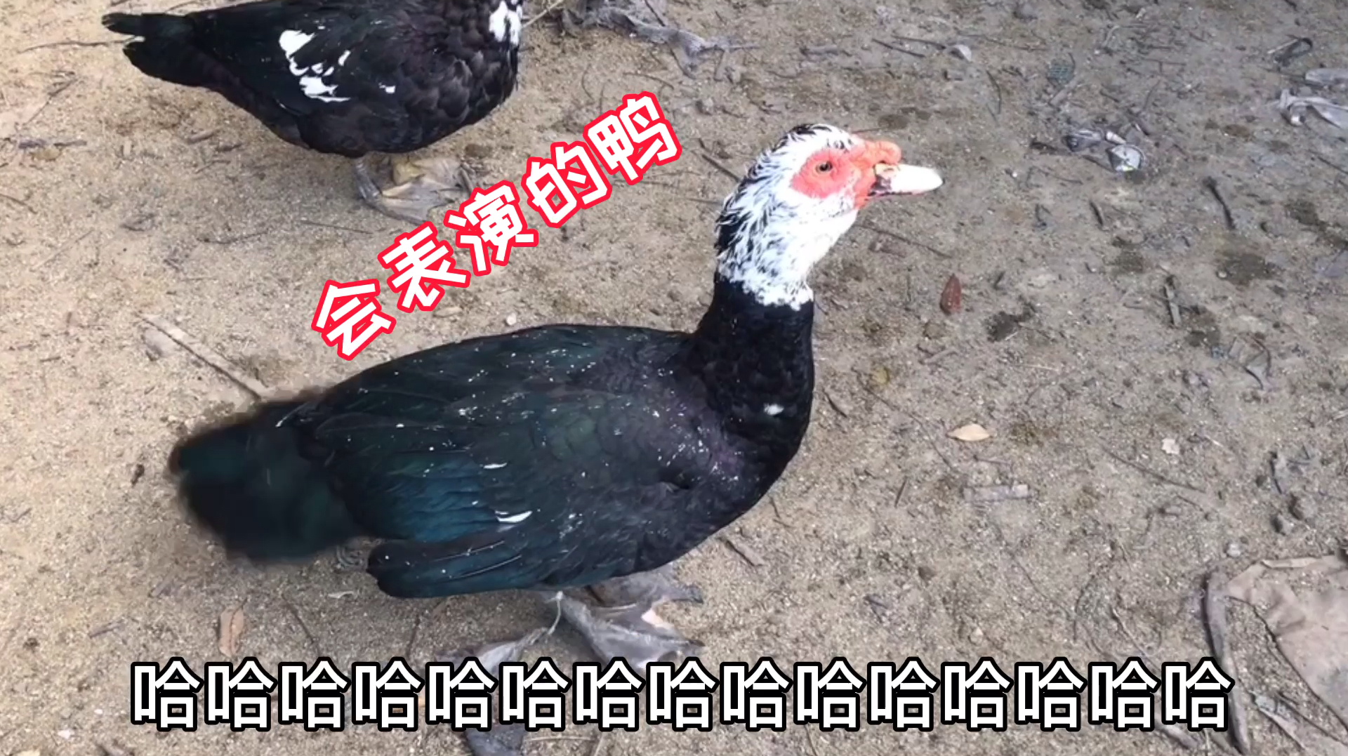家里养的鸭很特别,会摇尾巴好像跳無,成精了