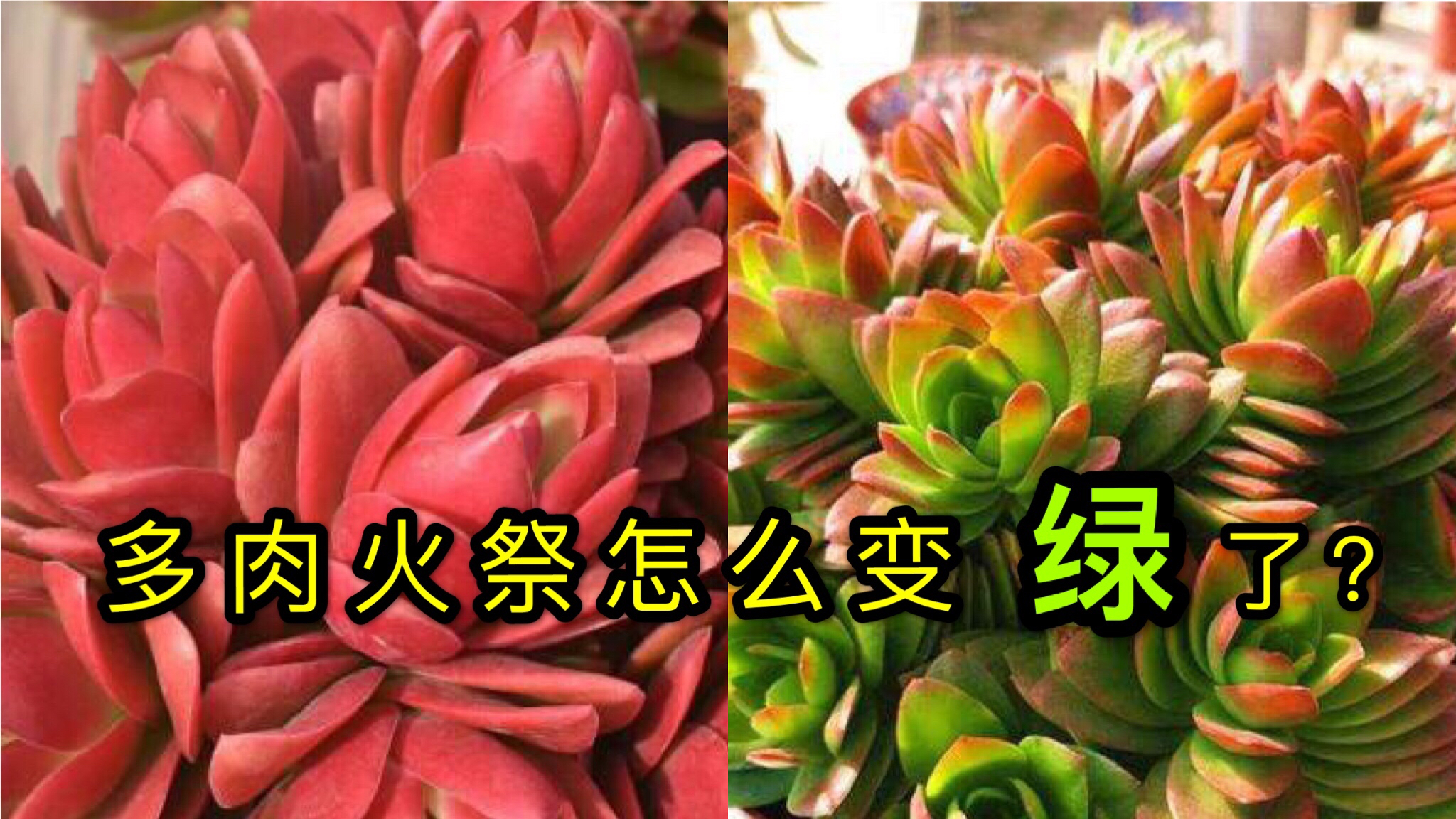 火红的火祭怎么最近变绿了？