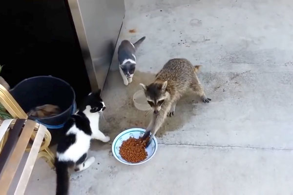 小浣熊偷吃猫粮,嫌猫粮硬放水里浸泡后再吃,临走时反应笑死个谁