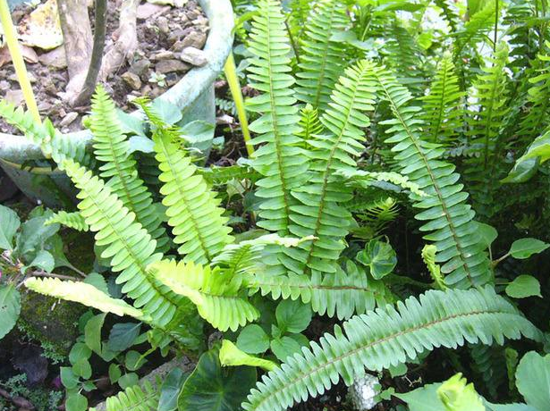 农村这一果子名叫"凤凰蛋"过去农民不识货,如今却很珍贵