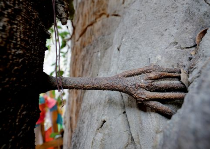 千年菩提树"成佛",树腰竟然长出"佛手",引高僧前来朝拜