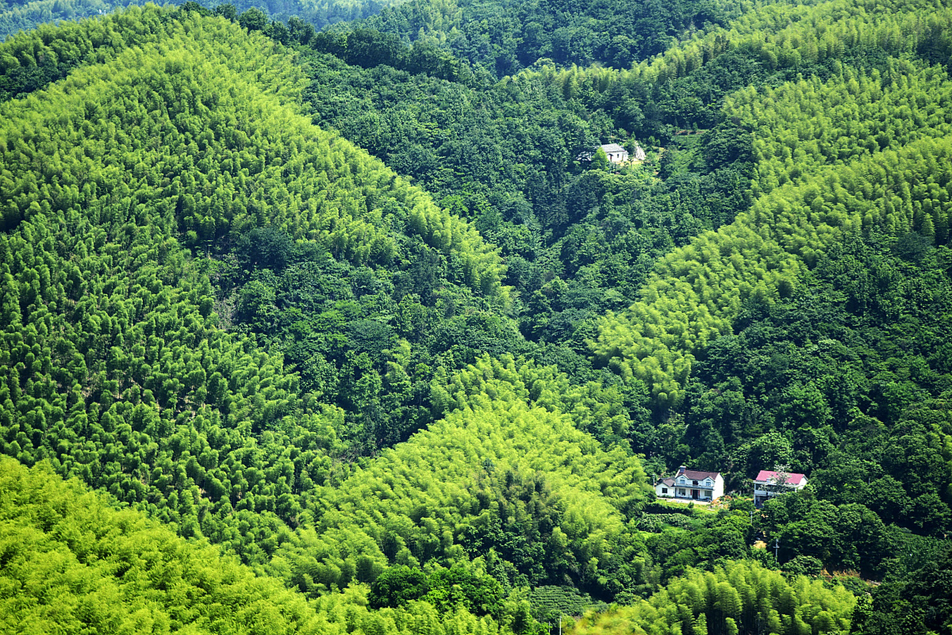 正文: 98热浪来袭,想找一个避暑胜地?来重庆永川茶山竹海吧!
