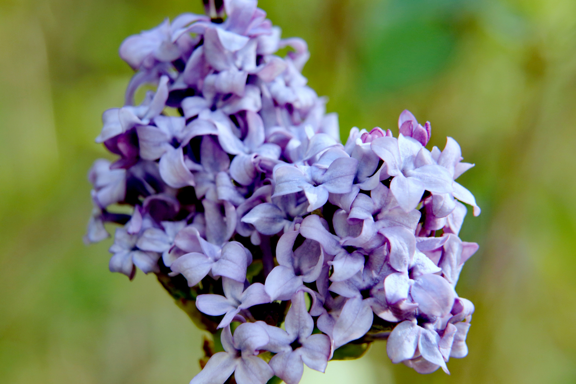 呼和浩特市花——丁香花
