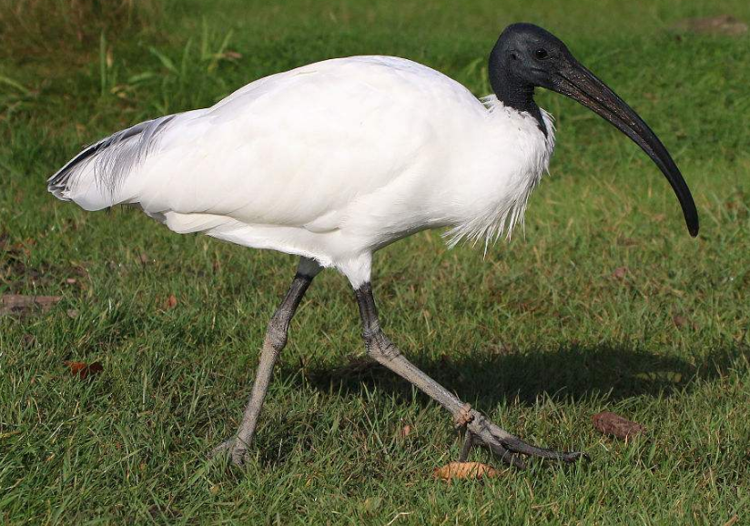 黑头白鹮,体型较大的一种涉禽,体长约70cm