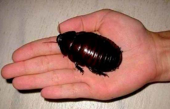世界最大的蟑螂图片