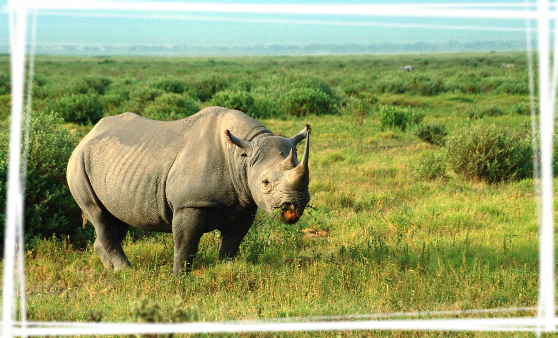 草原上的犀牛高清电脑壁纸