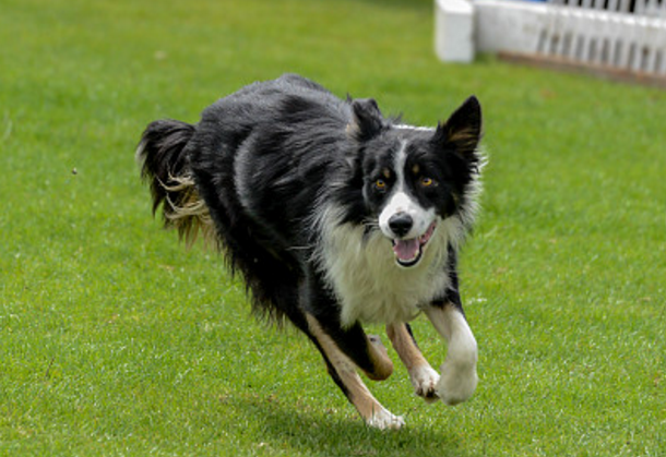 边境牧羊犬特点是理解力高,容易训练,善于和主人沟通