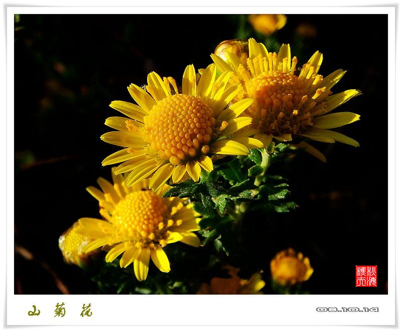 让人迷醉的山菊花,你是否可以在天堂绽放?