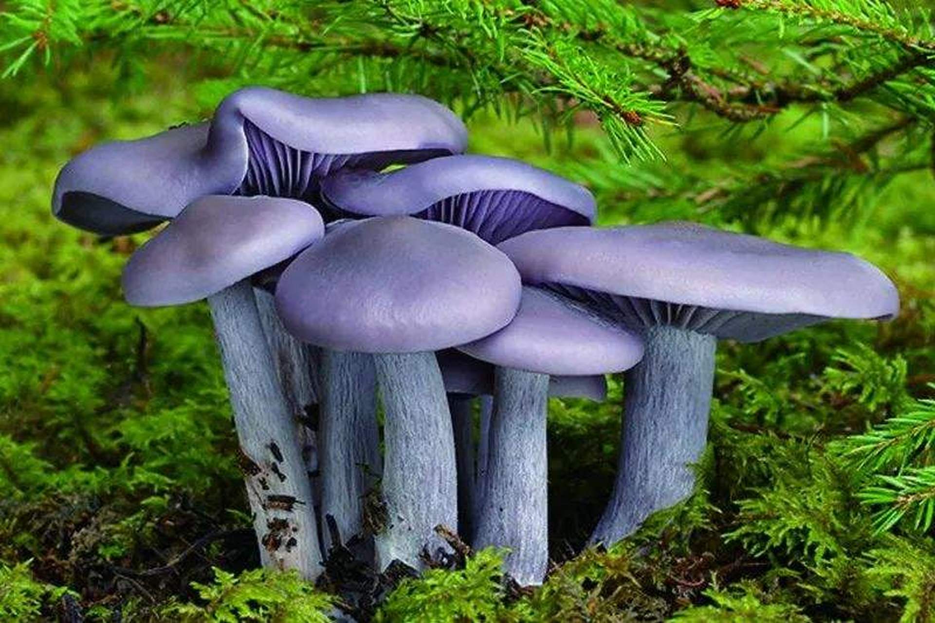 科普知识竞赛#【科普小知识】紫丁香蘑 又称裸口蘑,紫晶蘑.
